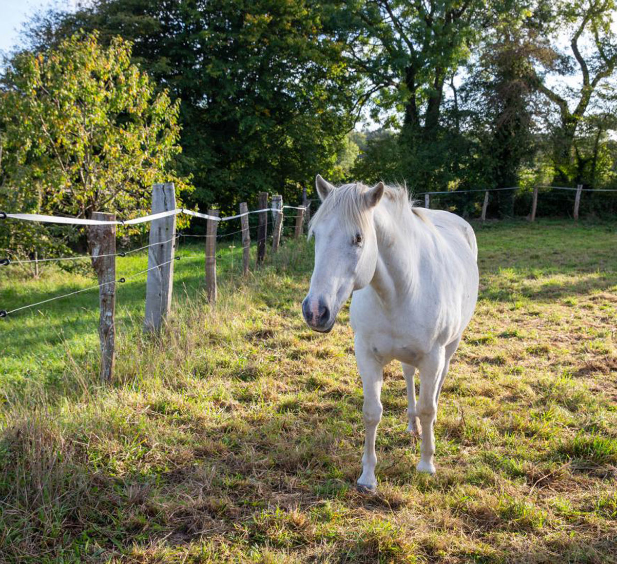 Relais étape équestre Saint-Lô Caen